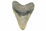Bargain, Fossil Megalodon Tooth - North Carolina #343395-2